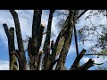 Monster oak tree removal with a crane part 2!