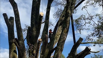 Monster oak tree removal with a crane part 2!
