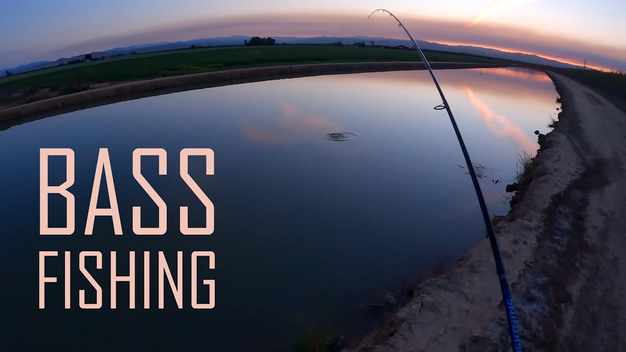 Largemouth Bass Fishing Using a Margarita Mutilator Roboworm at the Canals