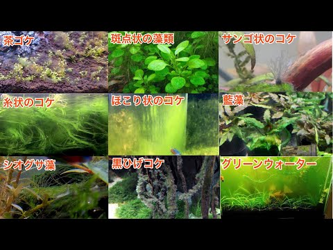 種類別コケ類の原因と対応策〔Causes of algae by type and countermeasures〕【アクアリウム】【aquascape】