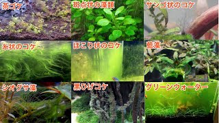 種類別コケ類の原因と対応策 Causes Of Algae By Type And Countermeasures アクアリウム Aquascape Youtube 種類別コケ類の原因と対応策 Causes Of Algae By Type And Countermeasures アクアリウム Aquascape Youtube