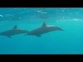 Delfinklänge