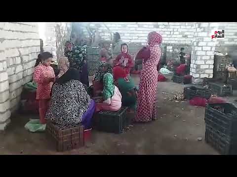 قبل توريده للمصانع أو تصديره شاهد مظاهر الفرحة أثناء تقشير البصل بالمنيا