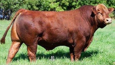 America’s Next Food Revolution: 3 European Cattle Breeds Replacing Angus Today