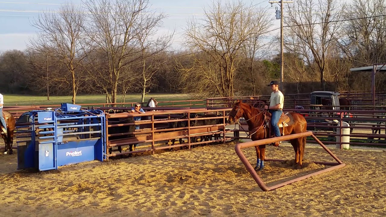 14 yr. old finished head horse for sale, TXSCORING VID. YouTube