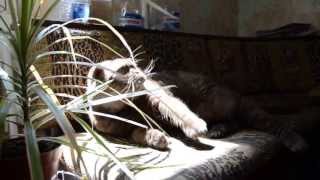 Zephyr Cat And Date Palm