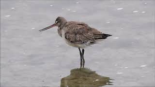 Hudsonian Godwit at Thickson Point   second video