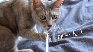 猫とひもと冷静と情熱の間 | #モアクリ Vlog012