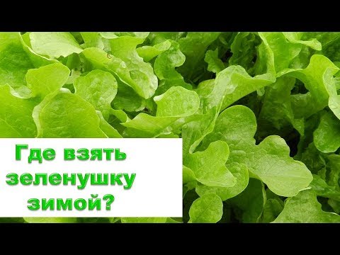 Kur dabūt zaļo tēju ziemā? Mēs nirtam un stādām salātu stādus podos, lai iegūtu vitamīnu ...