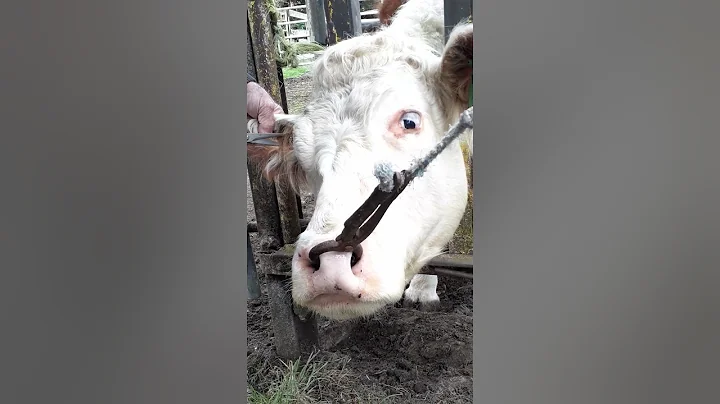 life on the farm with Joanne (releasing our reside...
