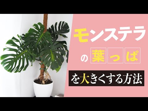 How to make Monstera leaves bigger and how to split them - YouTube
