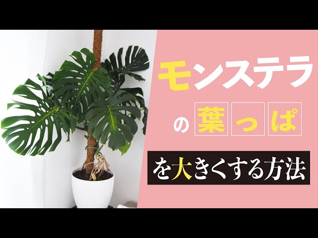 How to make Monstera leaves bigger and how to split them - YouTube