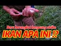 Ternyata langsung strike saat mancing disungai pinggir desa, bang joni memang joss gandos