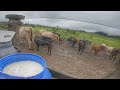 *DEPOIS DE QUASE 2 DIAS DE CHUVA* TIRANDO LEITE DE MANHÃ COM MEU TIO.