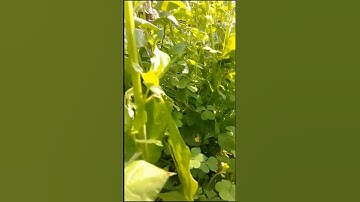 MY FIRST VLOG ❤️ || MY FIRST VIDEO ON YOUTUBE