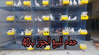 حمام للبيع بكل أنواعه الجوز 50جنيه