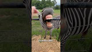 草原最另类伪装,斑马条纹真正作用! #科普 #百科密码 #知识渊博