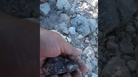 Fossils, Fossils and more Fossils 17