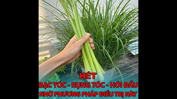 Tin Vui Cho Những Người Rụng Tóc - Bạc Tóc - Hói Đầu. 0964.154.222