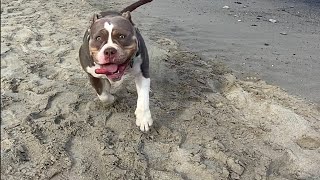 American bully and the sea. Love at first walk!