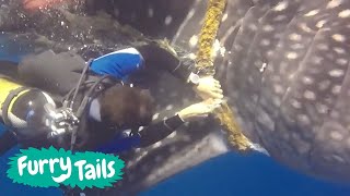 Whale Shark Saved From Fishing Rope 🐋 | Furry Tails