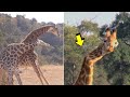 Jirafa le fractura el cuello a otra jirafa