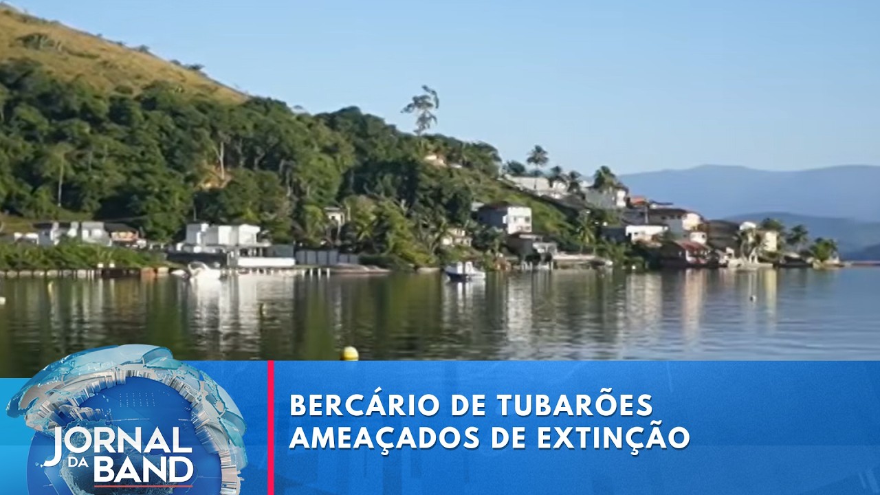 Ilha Grande abriga refúgio de tubarões galha-preta | Jornal da Band