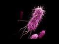 Antibiotic Resistance | Are we creating super bacteria?