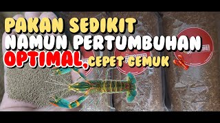 PAKAN PELET INI BIKIN LOBSTER AIR TAWAR CEPAT GEMUK, PAKAN MURAH NAMUN KANDUNGAN GIZINYA LUAR BIASA