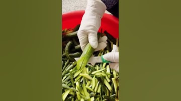 cool technique for cutting harvested cucumbers #shorts