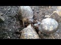 Cannibalistic infanticide in eastern box turtles graphic