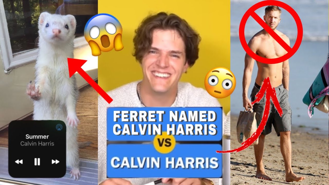 HIVEMIND moments for ferrets named calvin harris (rare clips)