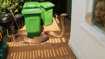 Huge Deadly Snake At Her House