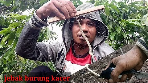 Jebak burung kacer terbaru