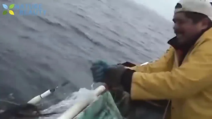 Amazing Skill Catch Octopus Underwater, Catch Giant Squid, Fish Hunter in Deep Sea