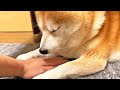 眠くてもう限界な柴犬の下に手を設置するととんでもない現象が・・・