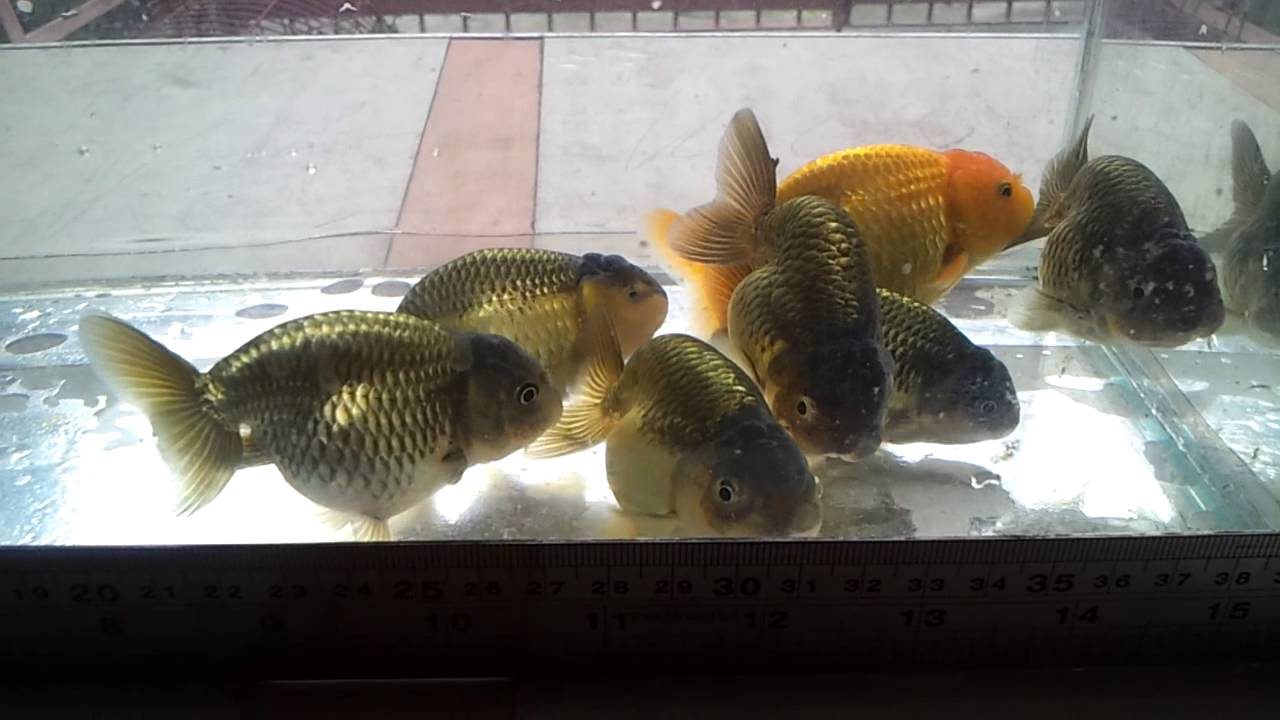 Month 1 Week 1 Ranchu Update - YouTube