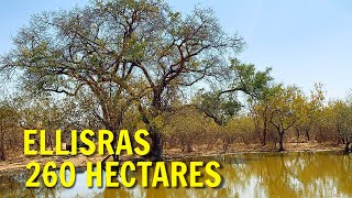 Sold Game Farm For Sale 260 Hectares Ellisras