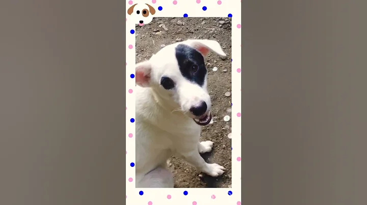 My dog Leon