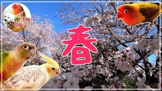 ★ 【ポッキー最後にちょっと飛びます！】あかね・ポッキー・キョロにも春到来！ 桜を見に･･･今年は公園まで進出したよ♪★ ボタンインコ・オカメインコ・ウロコインコとお花見★