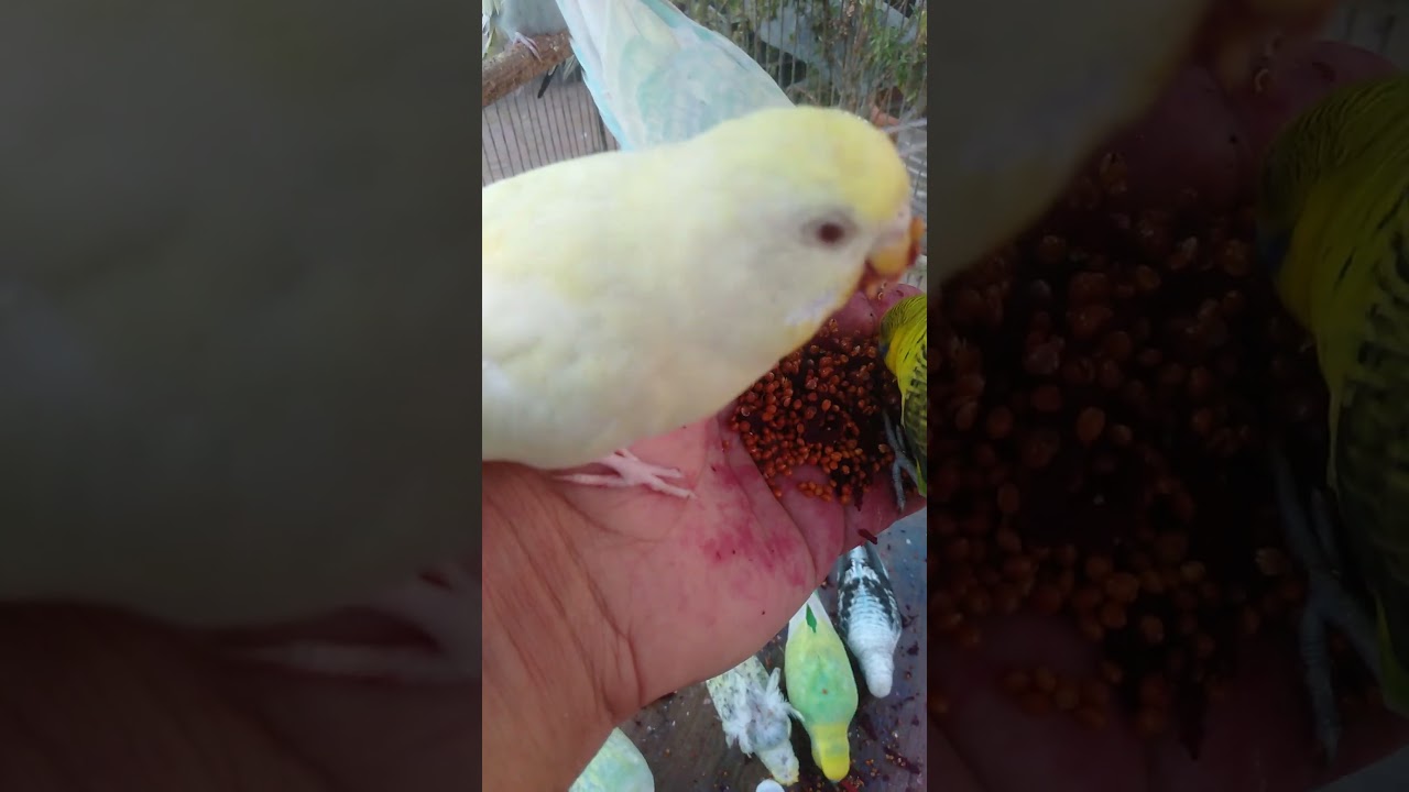 💎 Most Beautiful Budgie Close Up – Feather Perfection ✨