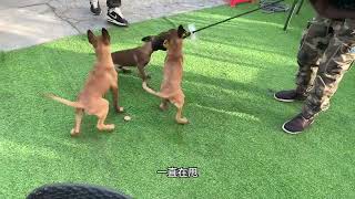 小白如何去挑小马犬。#宠物 #记录真实生活 #dog #狗狗 by 龙龙要努力 280 views 2 months ago 3 minutes, 19 seconds