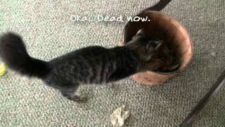 Kitteh Kaperz - Vol. 1 of ?