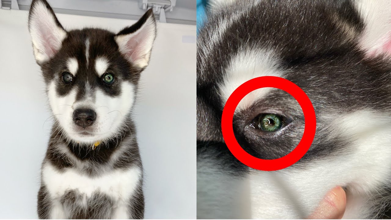 i mellemtiden Fru Virus Dogs With Green Eyes - Which Dog Breeds Have Green Eyes?