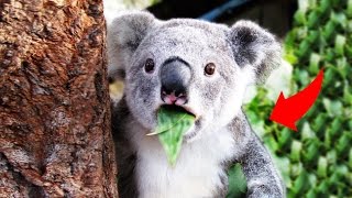 THIS ANIMAL KILLS PEOPLE... - Reacts