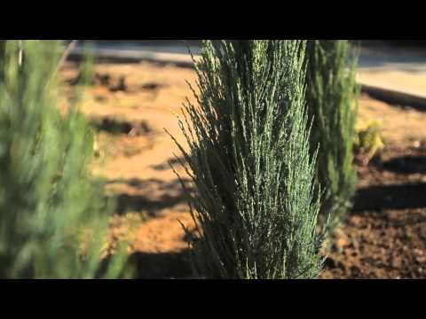 Vídeo: Skyrocket Juniper Info: consells per cultivar el ginebre 