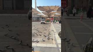 suasana masjid nabawi,. #masjidnabawi #arabsaudi