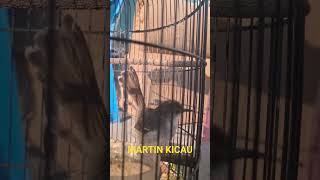 Download Lagu ciblek bren rapat cocok buat masteran #kicaumania MP3 Download Lagu ciblek bren rapat cocok buat masteran #kicaumania MP3