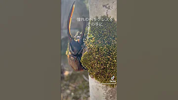 ヘラクレス オキシデンタリス 