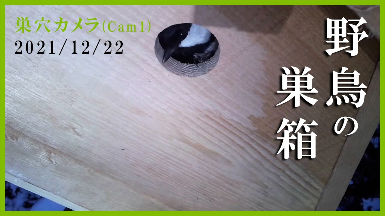 21 12 22 野鳥の巣箱 巣穴カメラ Cam1 シジュウカラ スズメ Youtube